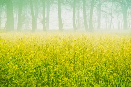 Field of rapeseeds oilseed rape yellow photo