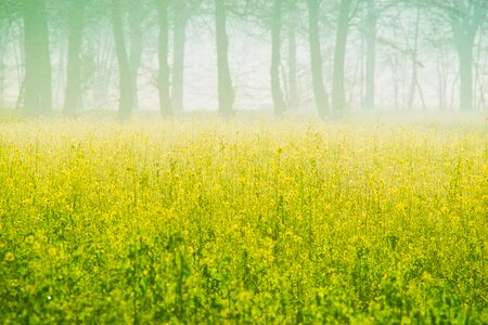 Field of rapeseeds oilseed rape yellow