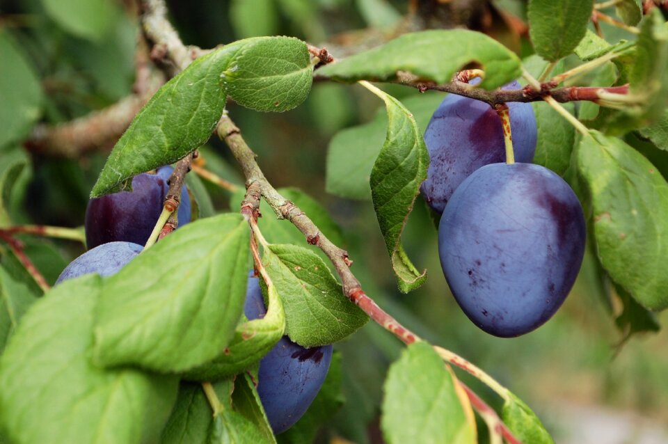 Blossom bloom fruit tree