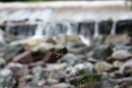 River water branch