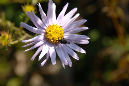 Flowers and bees peacefulness sunshine photo