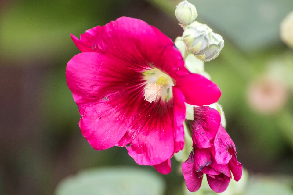 Flower vegetable petals