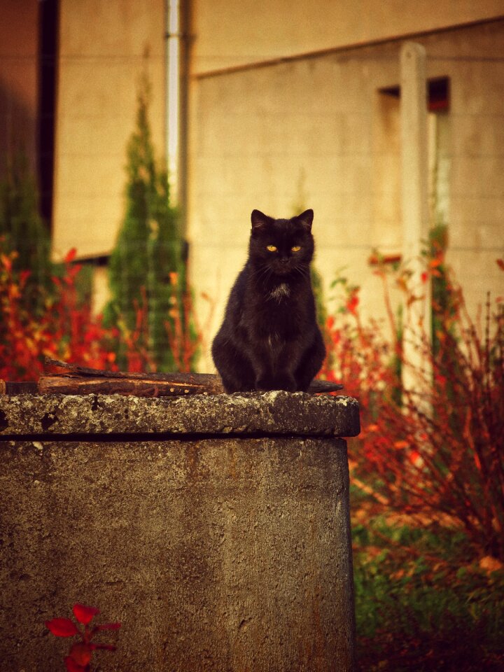 Autumn animals same