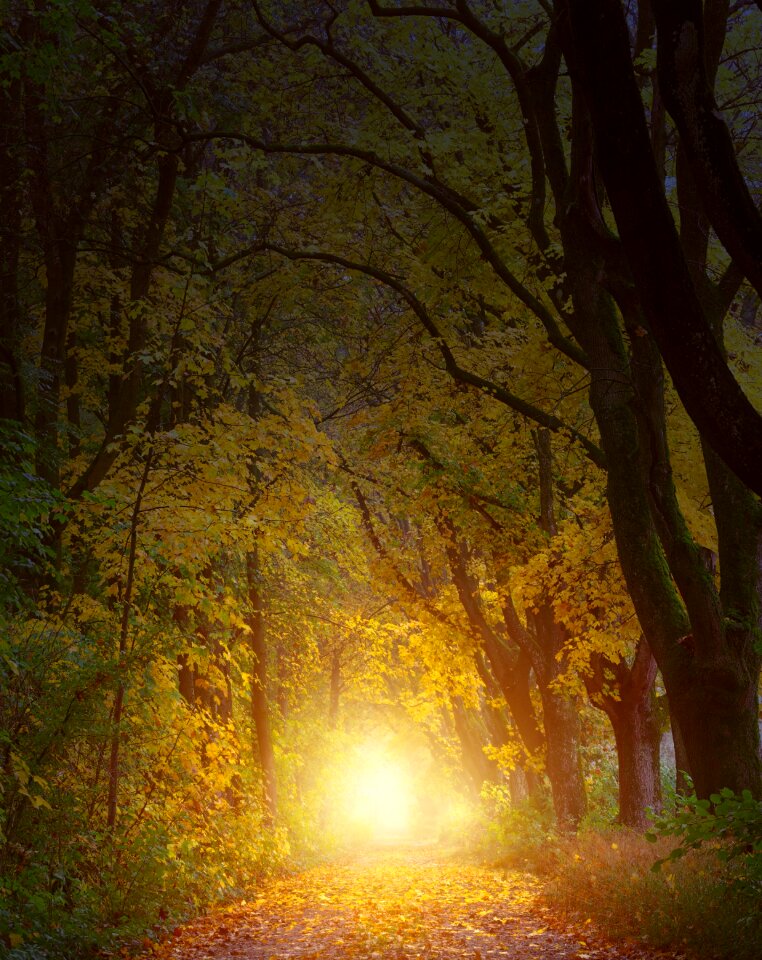 Path trees autumn