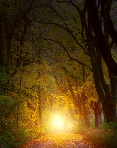 Path trees autumn photo