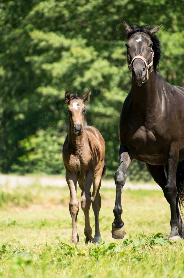 Mother gallop race
