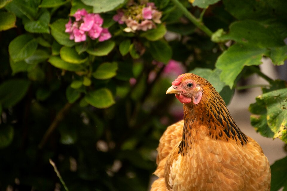 Nature animal poultry