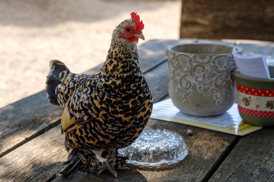 Plumage bird poultry