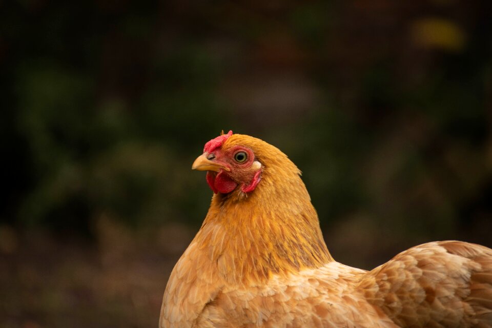 Nature animal poultry