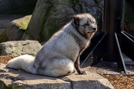 Animal world zoo arctic fox