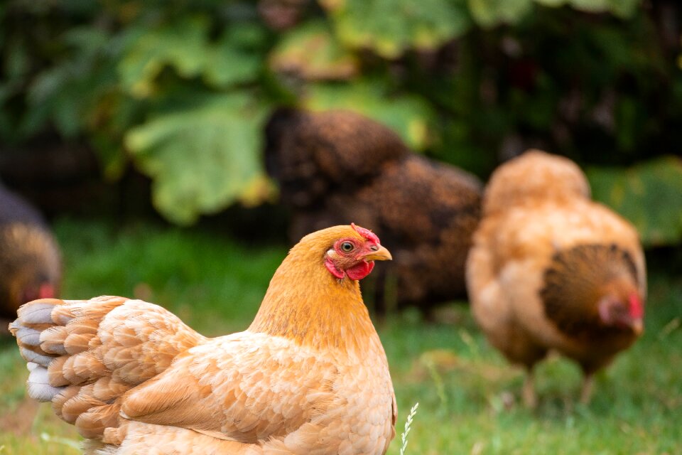 Nature animal poultry