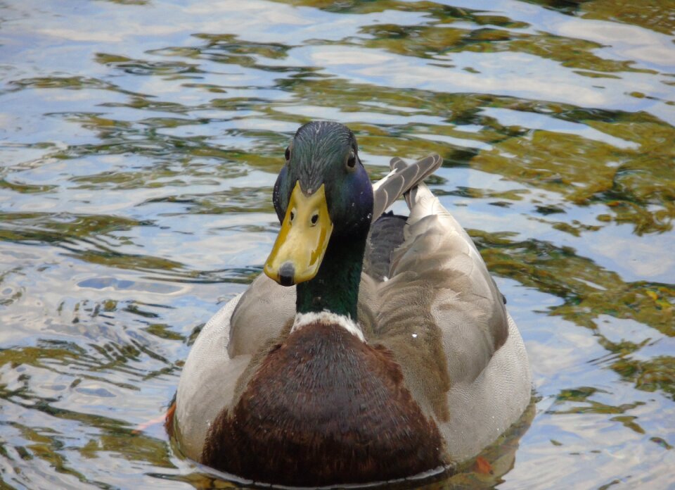 Wildlife nature water