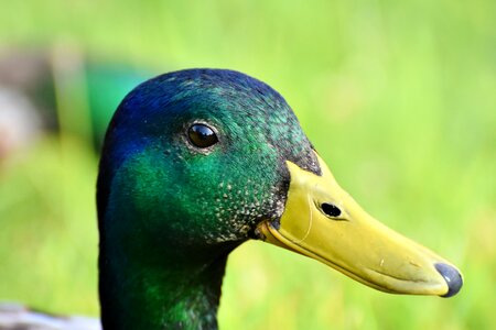 Water bird mallard bill photo