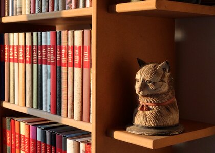 Read cat literature photo