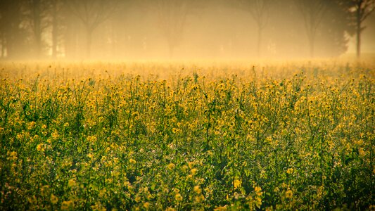 Field of rapeseeds oilseed rape yellow