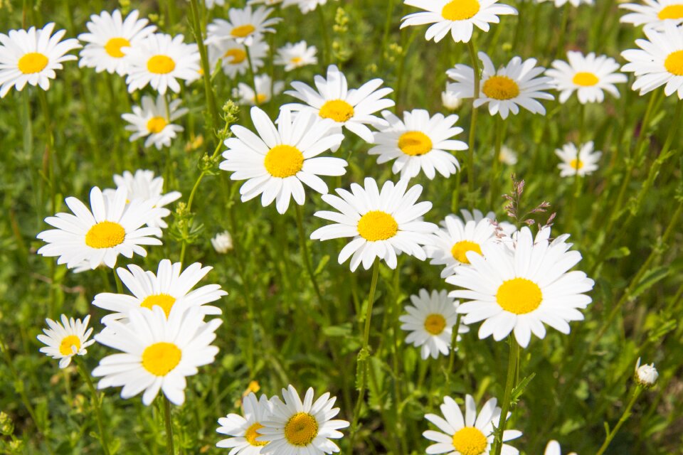 Wildflowers flower white