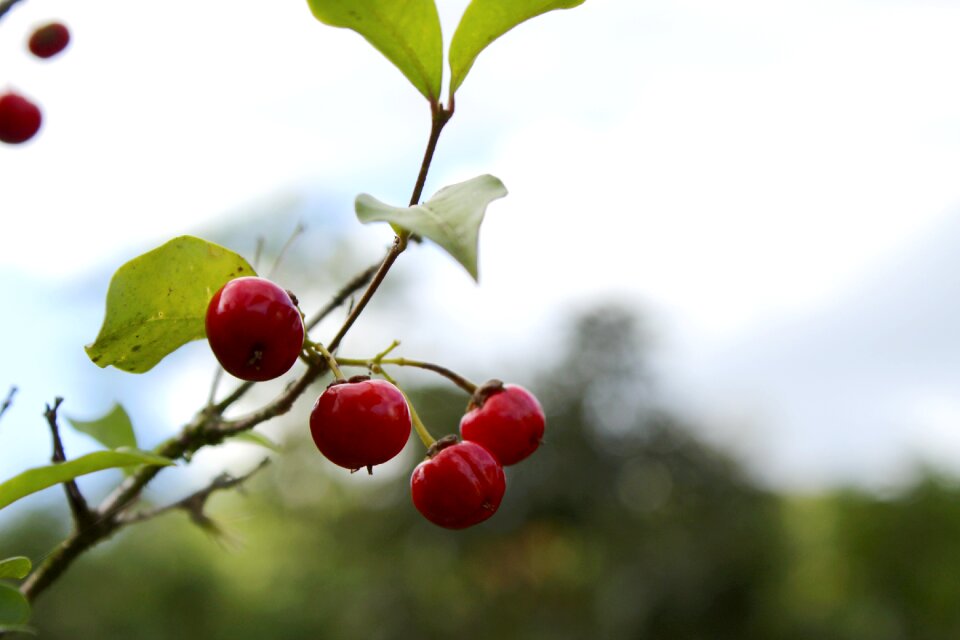 Nature wild fruit