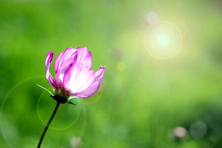 Kosmee ornamental plant ornamental flower