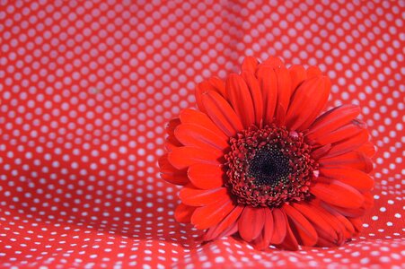 Flower red points
