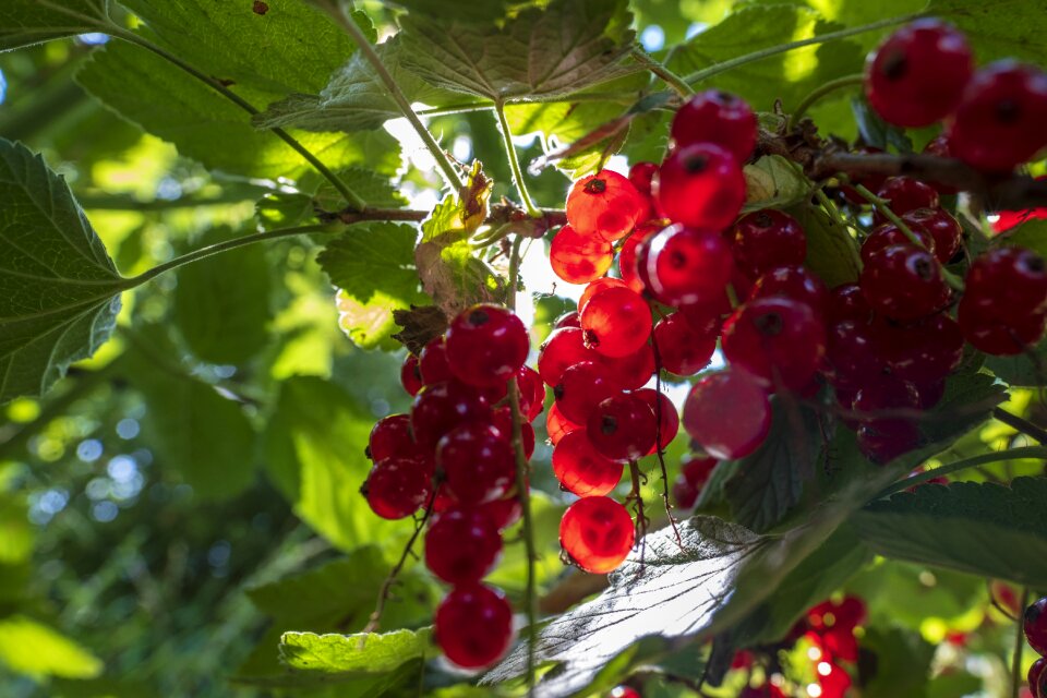 Berries dessert vitamins