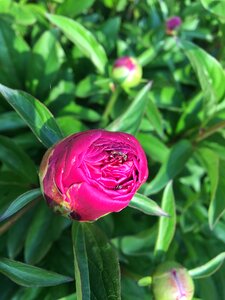 Bloom leaves green