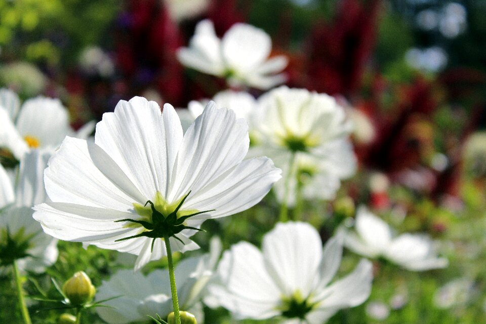 Composites kosmee cosmos