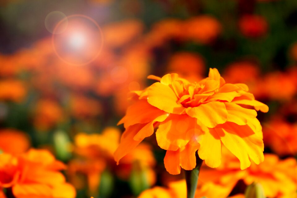 Plant summer blossom