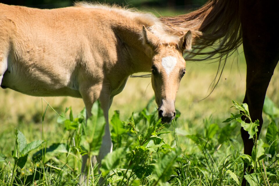 Palomino animal meadow