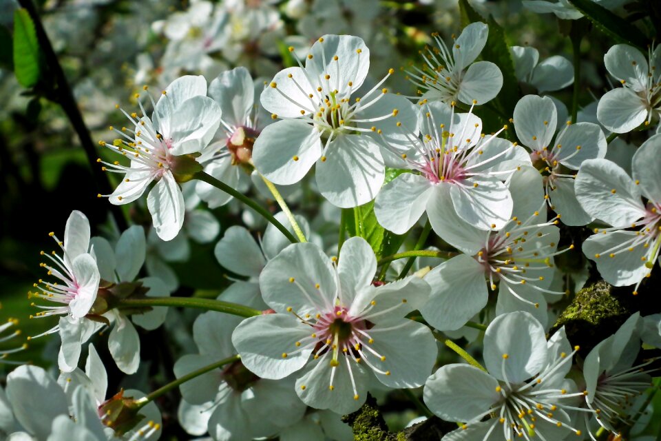 Flowers nature spring