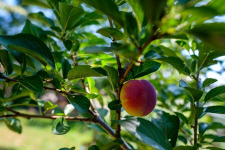 Stone fruit fruits vitamins