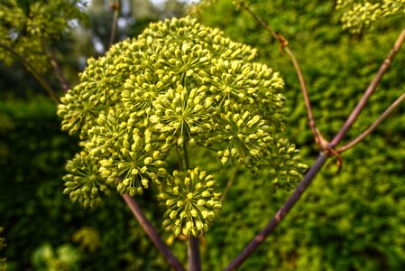 Flower root medicinal