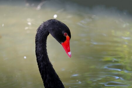 Mourning swan water bird bird