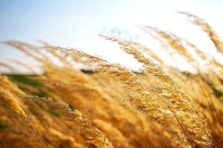 Field sun light