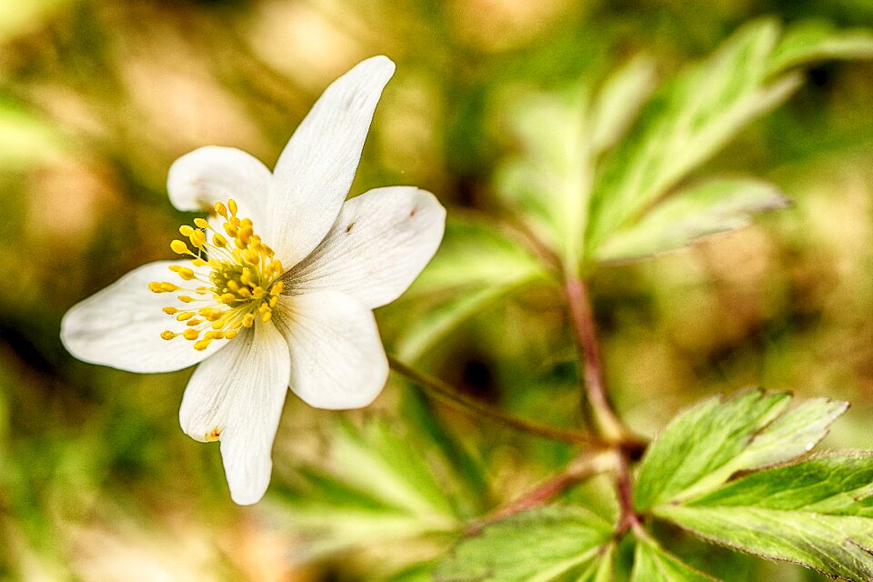 Flower leaf outdoors