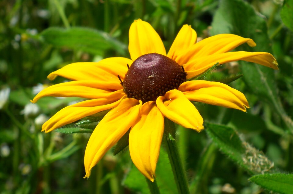 Yellow summer nature