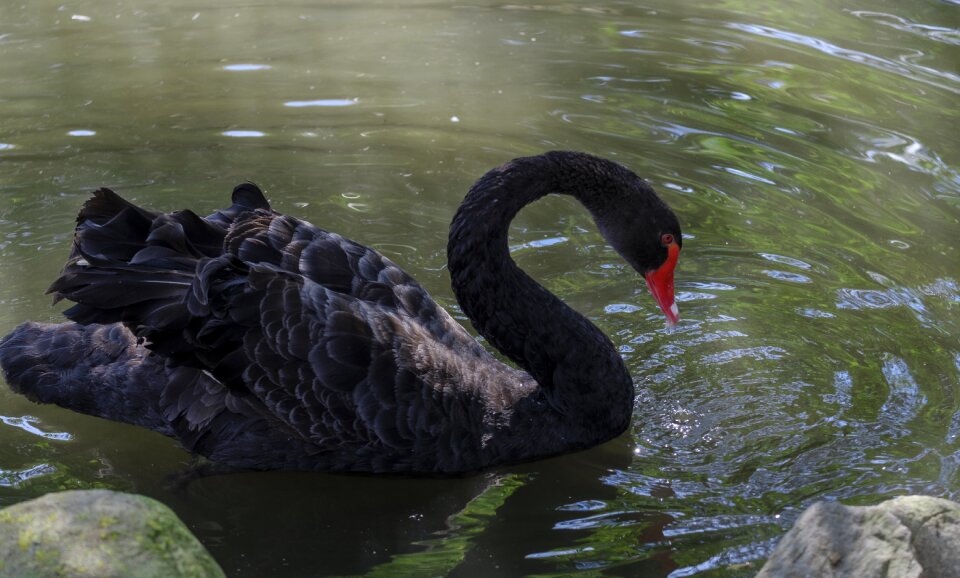 Mourning swan water bird bird