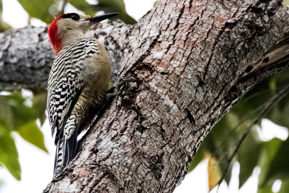 Carpintero jabado birding wildlife