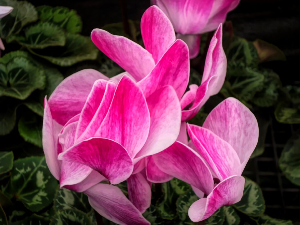 Flora pink nature