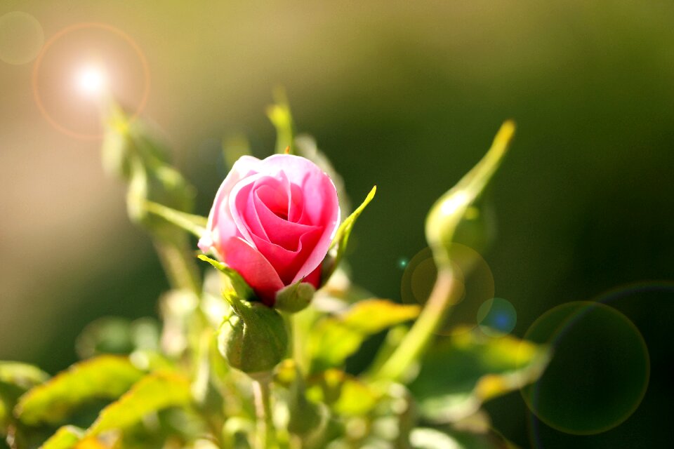 Blossom bloom love