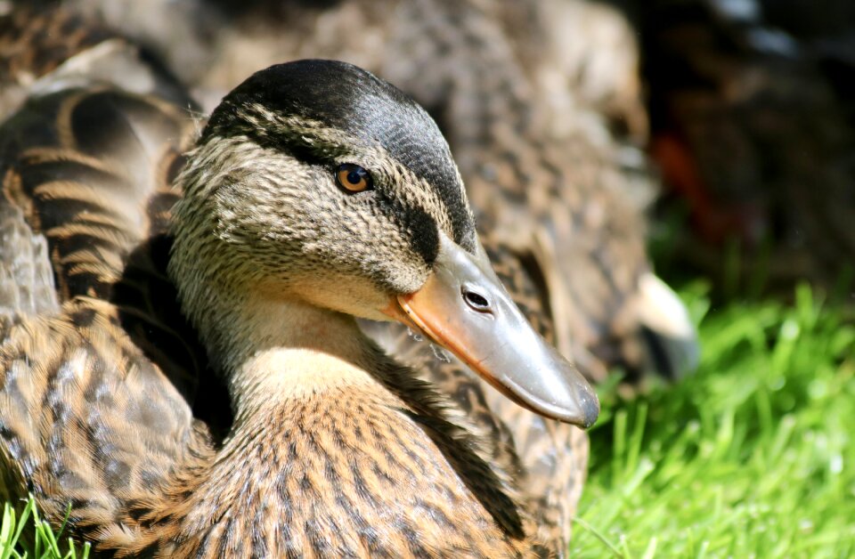 Bird animal world nature