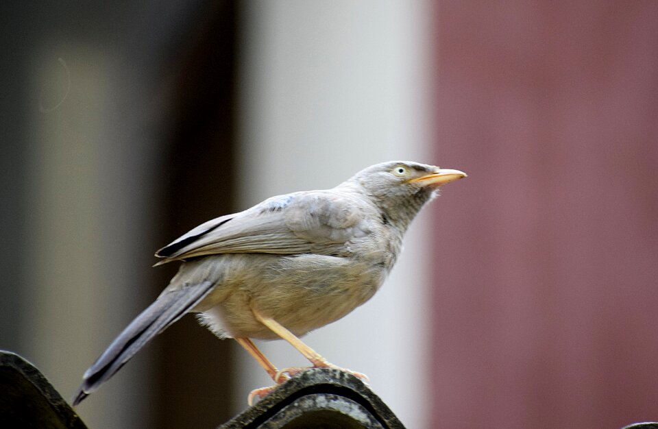 Plumage nature animal