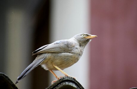 Plumage nature animal