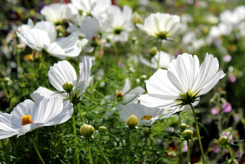 Composites kosmee cosmos