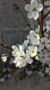 Plant tree cherry photo