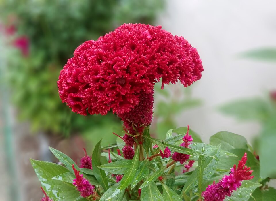 Red beautiful close