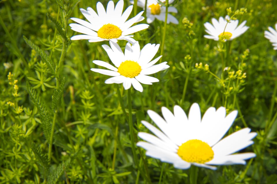 Flowers nature meadow flowers flowering meadow