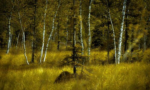 Tree birch mood