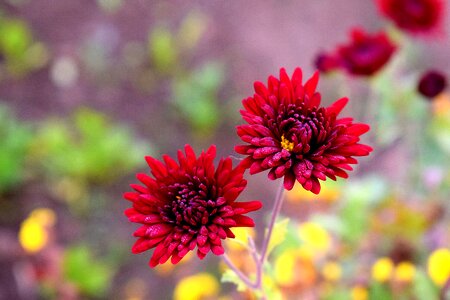 Summer outdoors garden