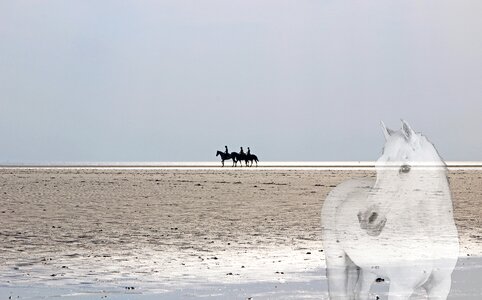 Horses st peter obi landscape photo