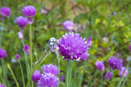 Purple flowers breakfast forget-me-nots